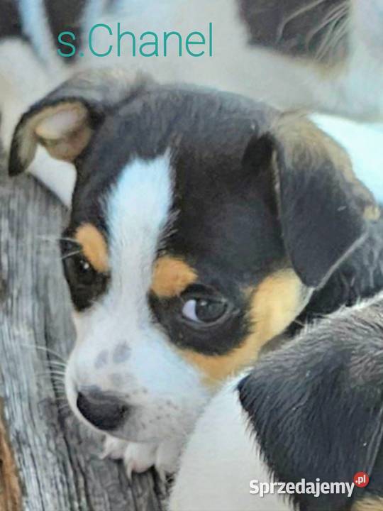 szczeniaki Jack russell terrier z rodowodem Nysa