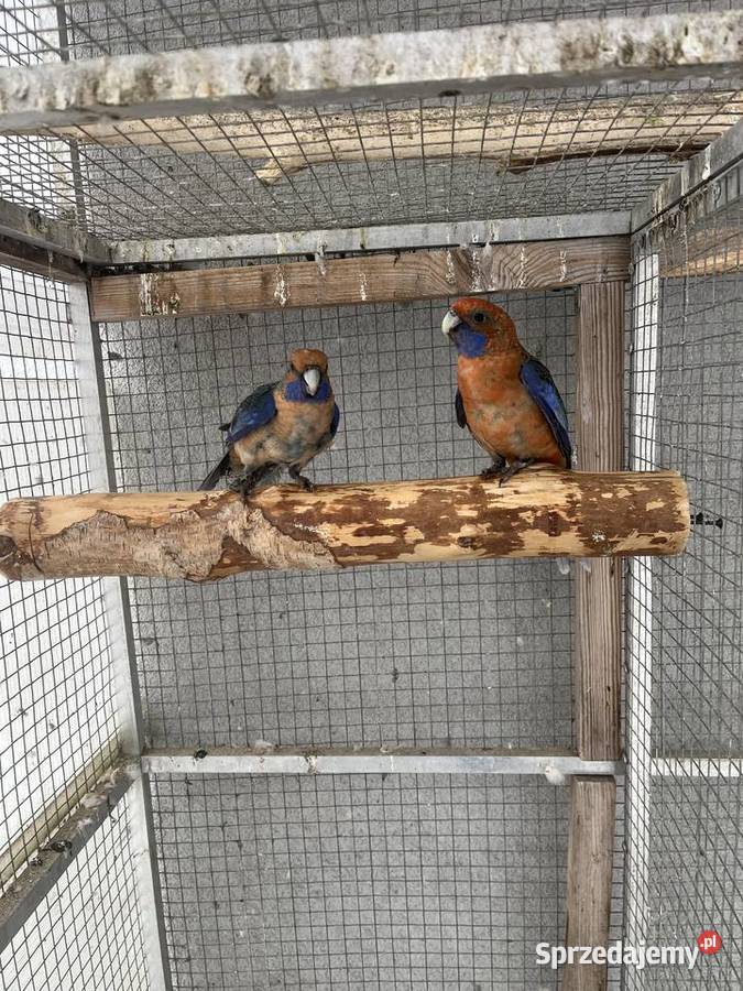 Rozelle królewskie Ptaki Sośnicowice