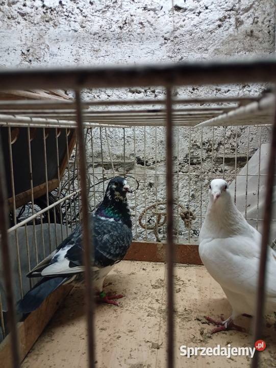 Gołębie pocztowe kolorowe Andrychów sprzedam