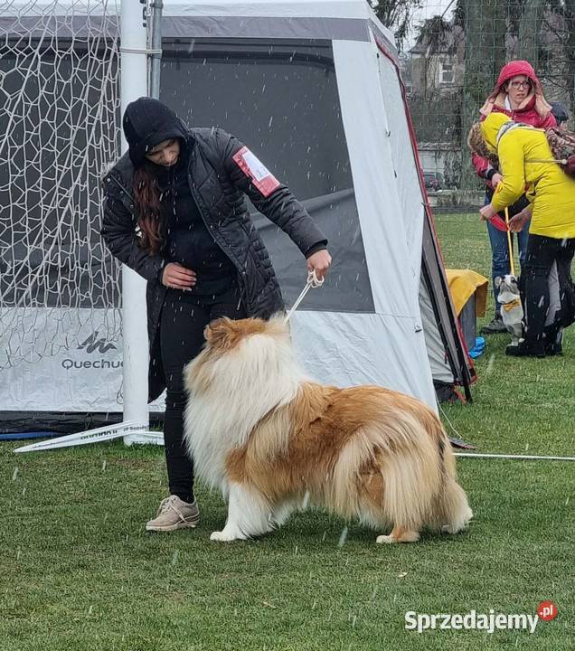 LASSIE COLLIE Owczarki Szkockie szczeniaki Champ Janów