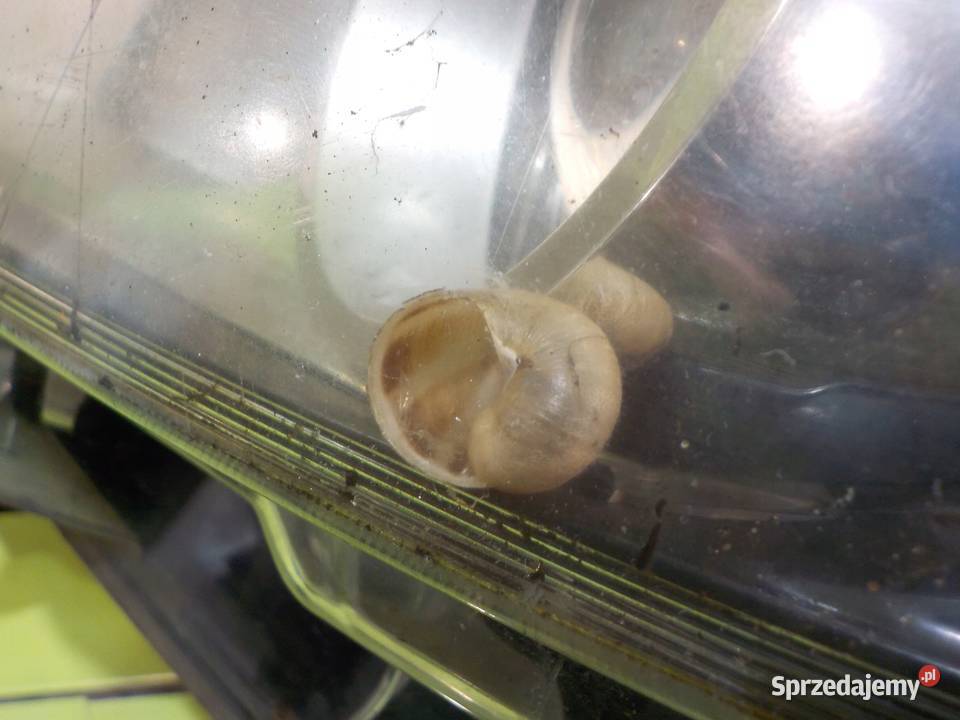 NISSAN QASHQAI I J10 10r 5D lampa lewa przod