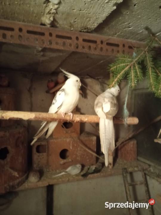 Sprzedam parę nimf Ptaki Myślenice