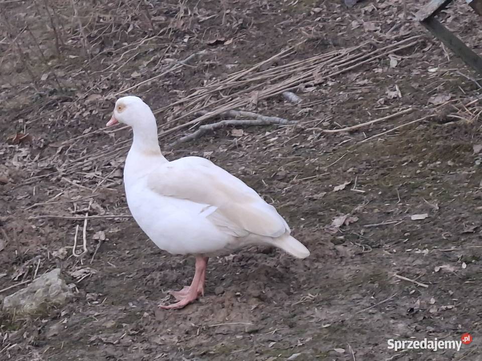 Gęsi Nilowe Gorlice