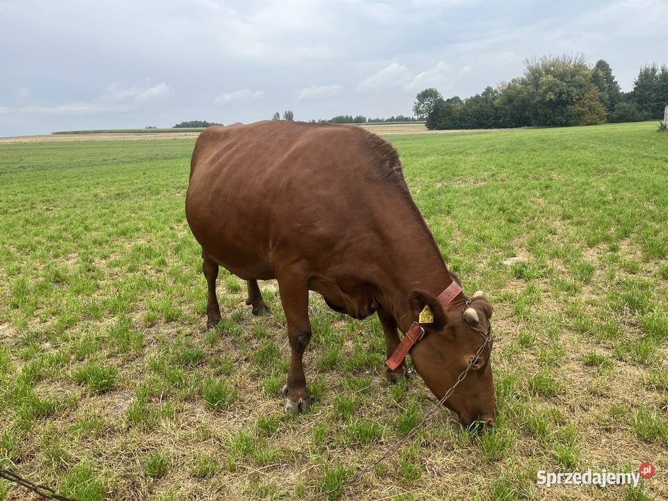 Krowa wysokocielna sprzedam