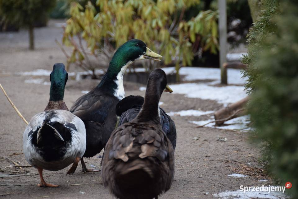 Kaczor dworki Łochów