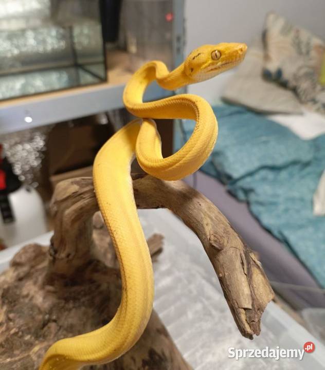 Boa leśny samica z papierami Myszków