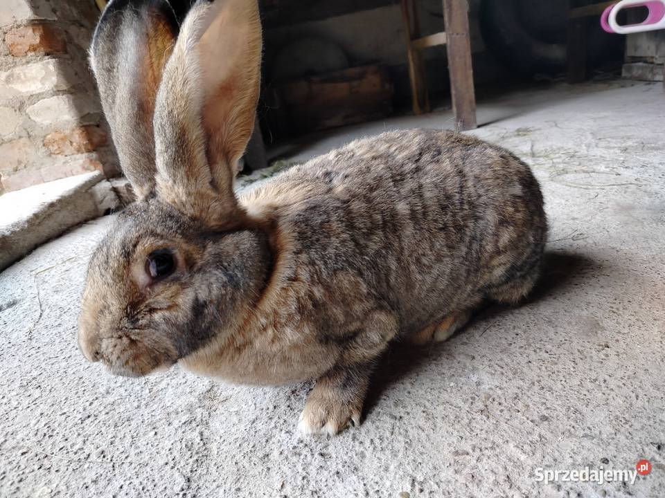 Królik olbrzym belgijski Kumelsk