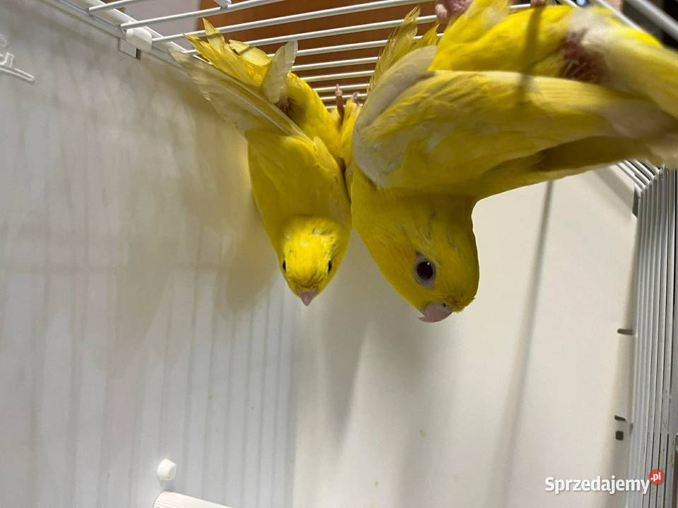 Stokówki Prążkowane Katarzynki Ptaki Przeworsk