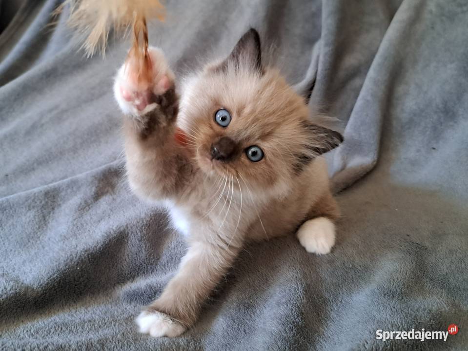 Ragdoll mink Cherubim