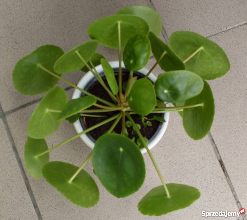 Pieniążek kwiatek doniczkowy domowy wielkopolskie Poznań sprzedam