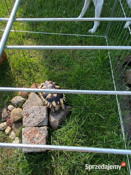 Żółw lądowy Gady i płazy wielkopolskie Piła