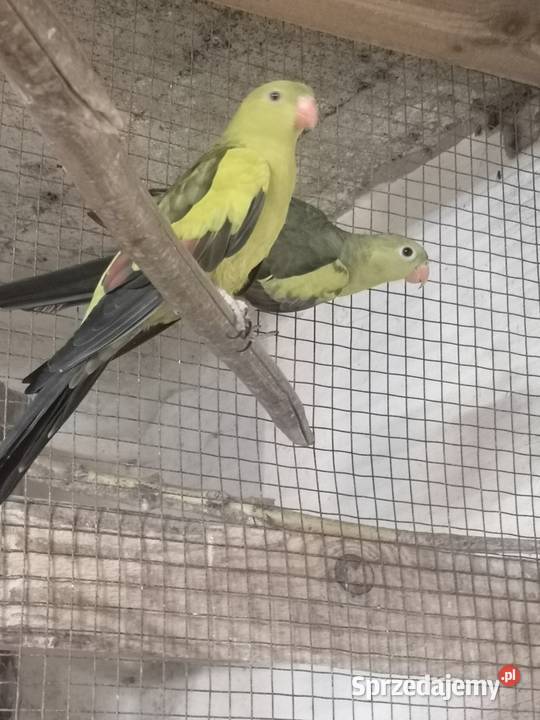 Papugi górskie Bergi wielkopolskie Poznań