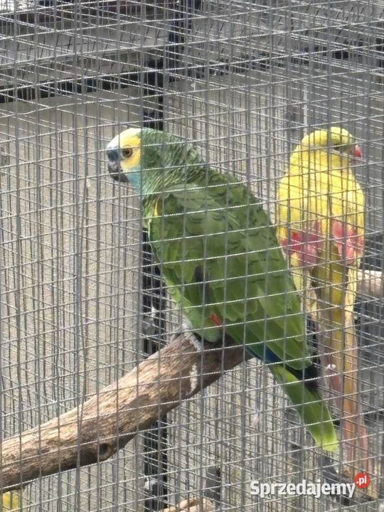 Amazonka niebieskoczelna samiec 4 lata świętokrzyskie Kowala