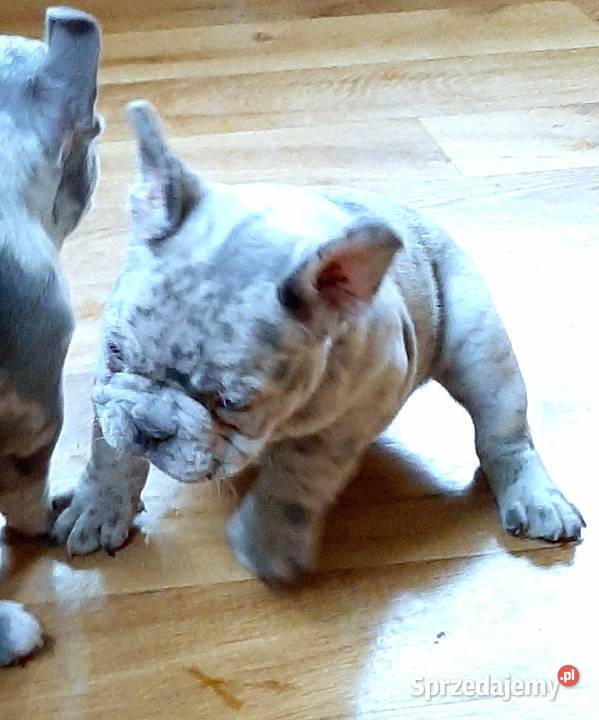 Buldog francuski suczka i piesek łódzkie Pabianice