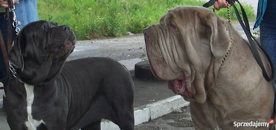 Mastino Napoletano szczenięta