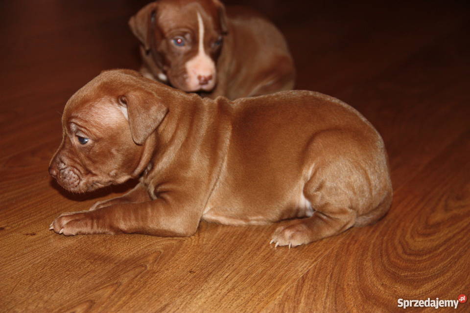 Szczenięta Pitbull Red Nose mazowieckie Płock