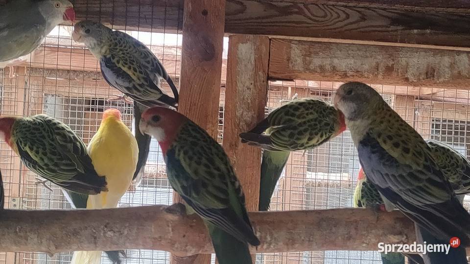 Papugi gorskie i inne Parzno sprzedam