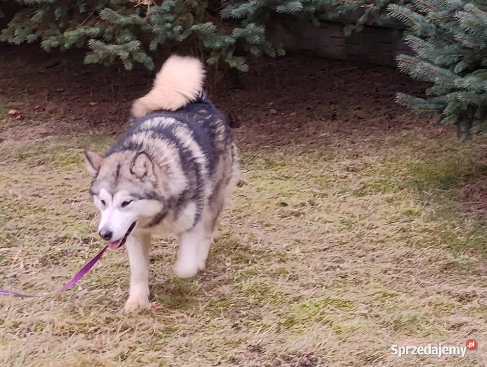 Alaskan Malamute suczka Lublin sprzedam