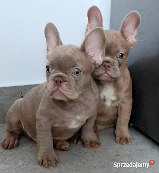Buldog francuski pieski i suczki Pabianice