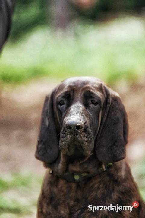 Szczeniaki Posokowca Hanowerskiego z rodowodami Jelenia Góra