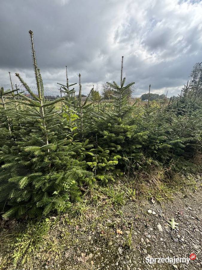 Jodła Kaukaska Świerk Srebrny małopolskie Tarnów
