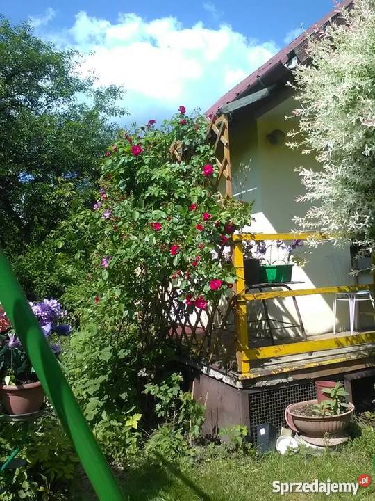 ODSTĄPIE DZIAŁKĘ REKREACYJNĄ W ROD ZIELONY GAJ rekreacyjna Kraków sprzedam
