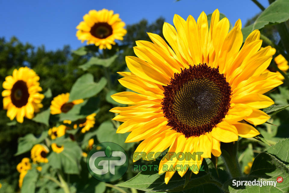 FAKTURA Słonecznik ozdobny PASZPORT FIRMA Produkcja roślinna Kraków