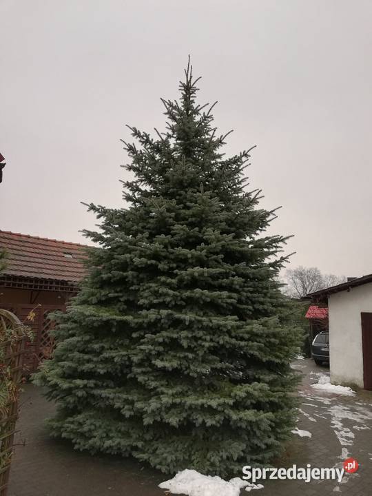 Duży świerk idealny na choinkę plenerową