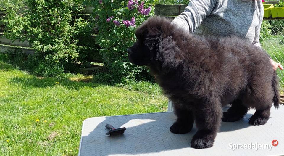 Nowofundland piękny piesek z metryką ZKwP Rozdziały