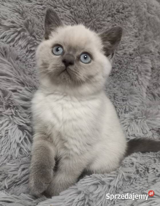 Kotka brytyjska colorpoint rodowód FPL Łódź sprzedam