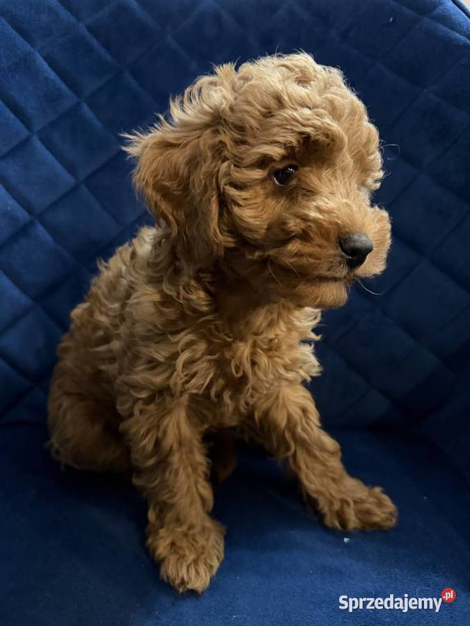 Sprzedam Cudownego Pieska Pudel Toy Red Borów