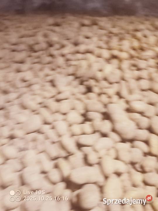 Ziemniaki smaczne Ignacy Suwałki