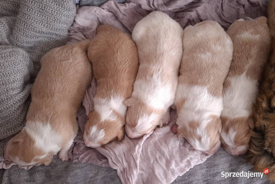 Border collie szczenięta eered przebadanych Tarnów
