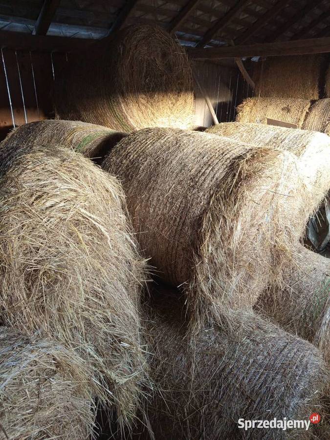 Siano w belach Sułów