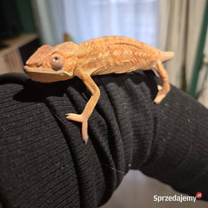Kameleon lamparci samica Opole