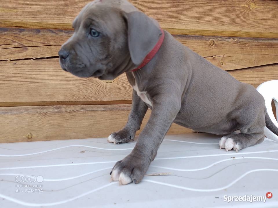 Amstaff SUCZKA American staffordshire terrier Zamek Bierzgłowski
