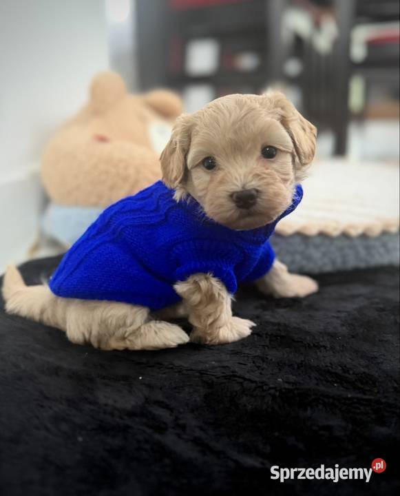 Maltipoo chłopiec Maltańczyk Wadowice sprzedam