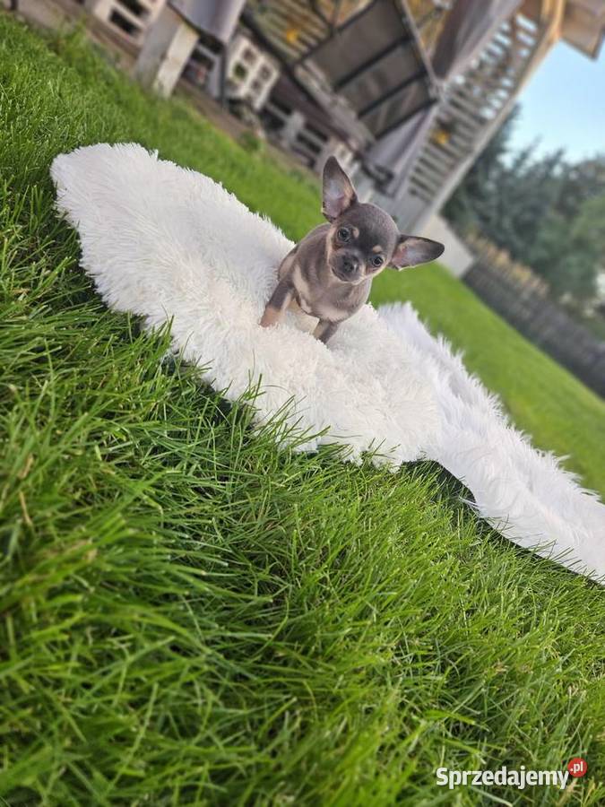 Pieski chihuahua Wrocław
