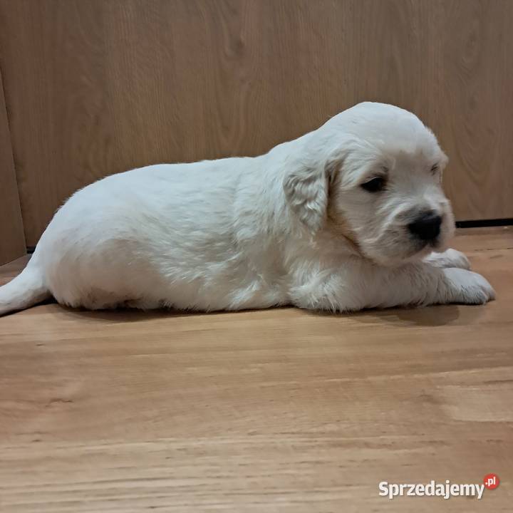 Golden Retriever piesek