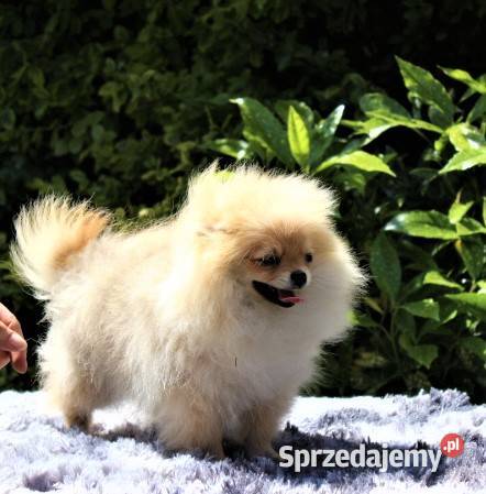 POMERANIAN szpic miniaturowy Suchy Bór sprzedam