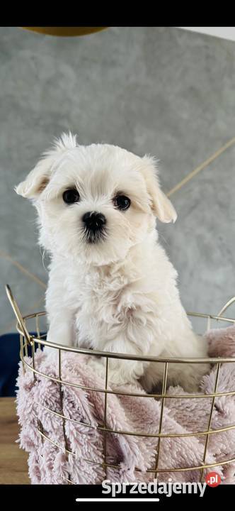 Śliczna suczka odbiór 0312 Wągrowiec