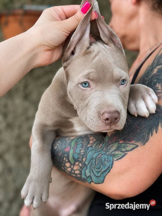 American pit bull Terrier wyjątkowa suczka I Opole