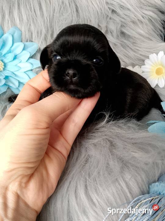 Piękny czarny piesek rasy ShihTzu