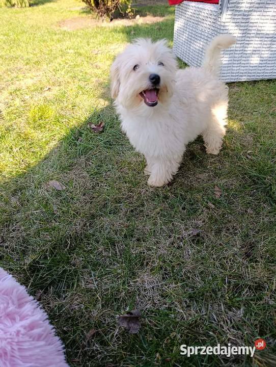 Piesek Maltipoo Pozostałe Szczaworyż