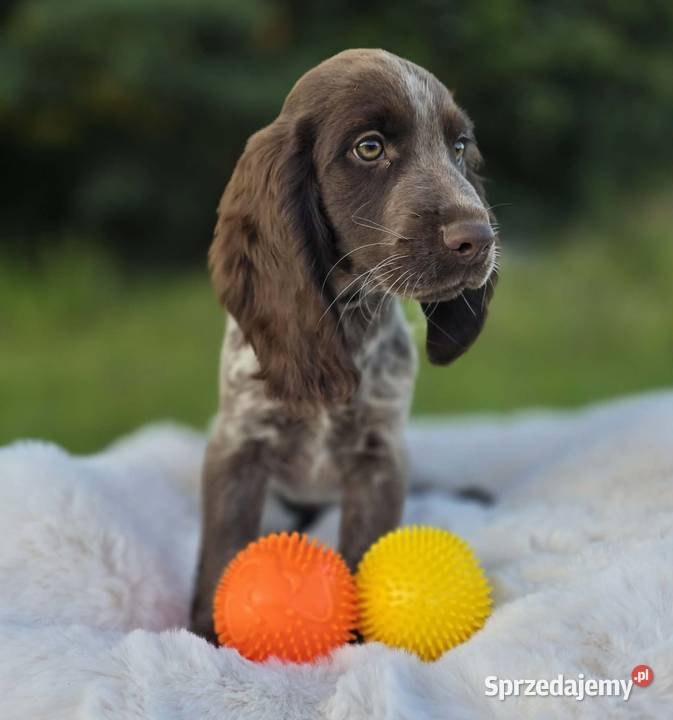 Polski Spaniel Myśliwski szczenię HARRY