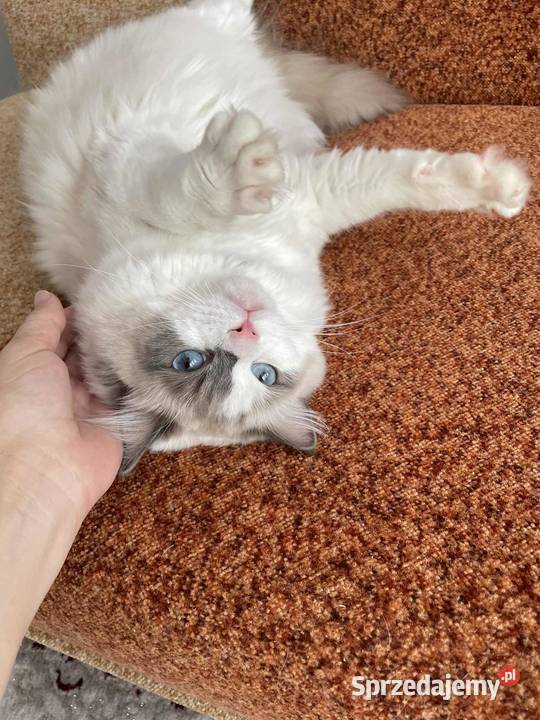 Kotek Ragdoll FPL Wieluń