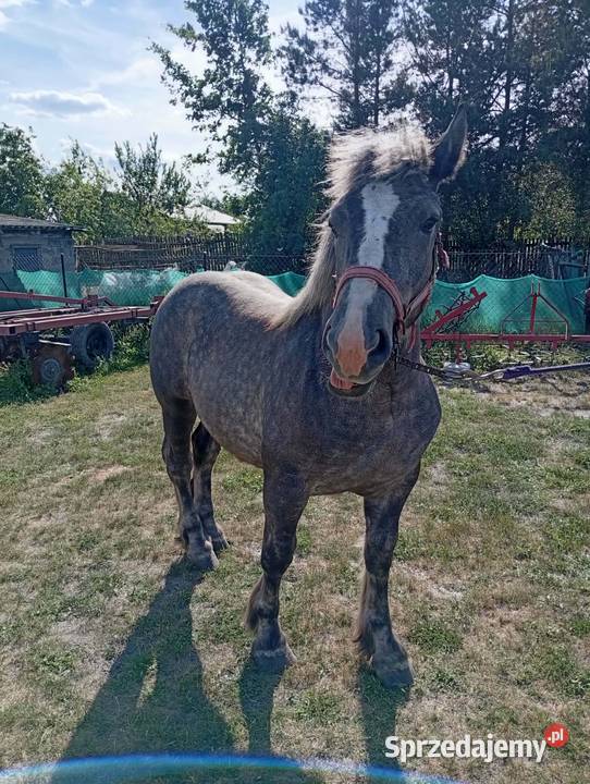 Sprzedam ogierka