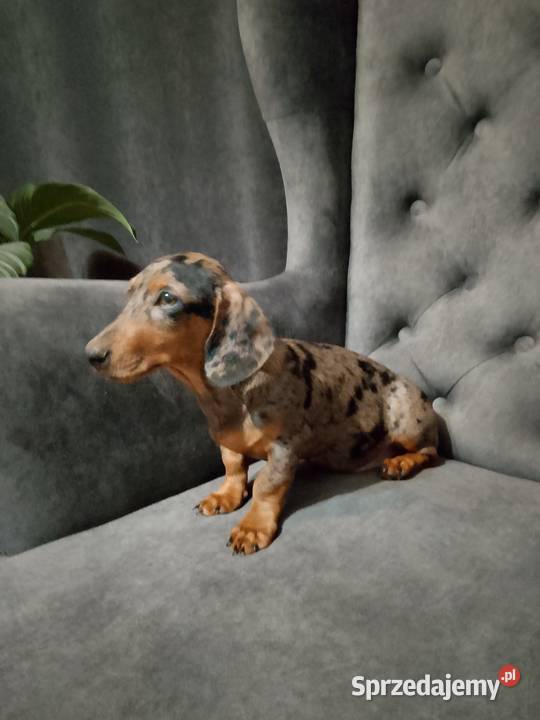 Jamnik merle piesek Żyrardów