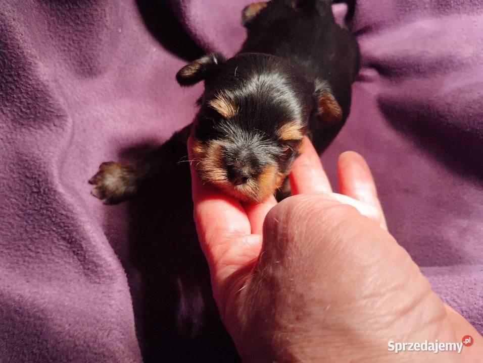 York Terirer Yorki Żychlin