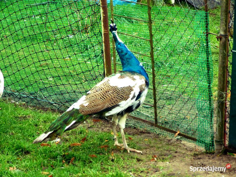 Piękne zadbane pawie Zwierzęta Mechowo